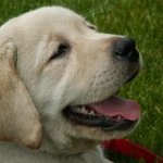 Integrity Farm Labrador Retriever Pups