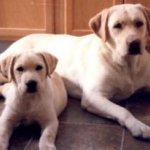 Integrity Farm Labrador Retriever Pups