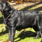 Integrity Farm Labrador Retriever Pups