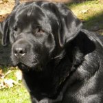 Integrity Farm Labrador Retriever Pups