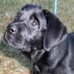 Integrity Farm Labrador Retriever Pups