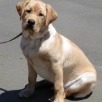 Integrity Farm Labrador Retriever Pups