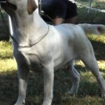 Integrity Farm Labrador Retriever Pups