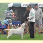 Integrity Farm Labrador Retriever Pups