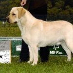 Integrity Farm Labrador Retriever Pups