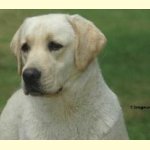 Integrity Farm Labrador Retriever Pups