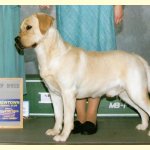 Integrity Farm Labrador Retriever Pups