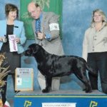 Integrity Farm Labrador Retriever Pups