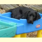 Integrity Farm Labrador Retriever Pups