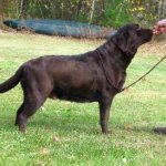 Integrity Farm Labrador Retriever Pups