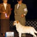 Integrity Farm Labrador Retriever Pups